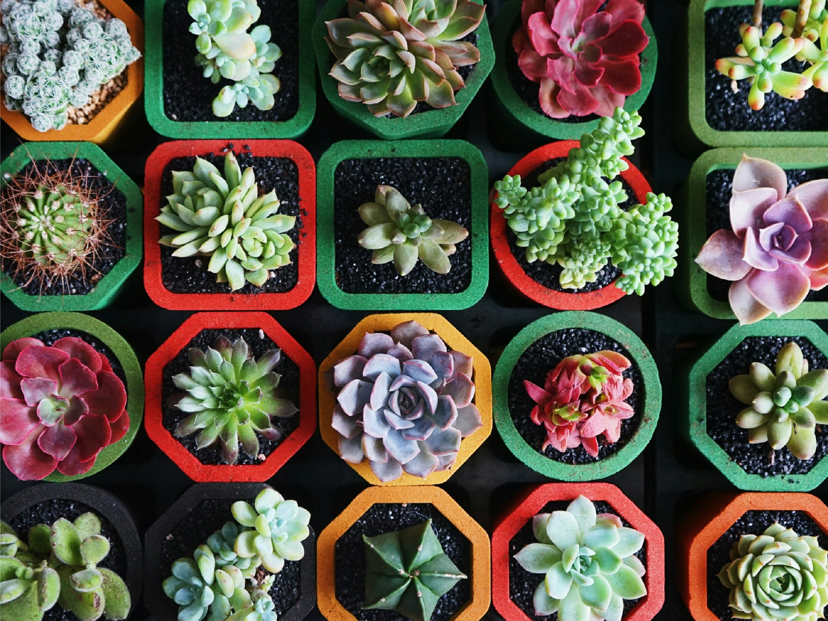 An image of several succuents all planted in pots of various colors and shapes.