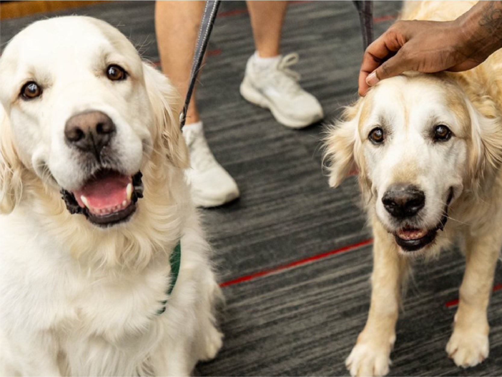A close up photo of two white dogs on leashes.